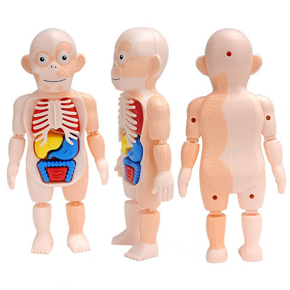 Quebra-Cabeça Corpo Humano Montessori