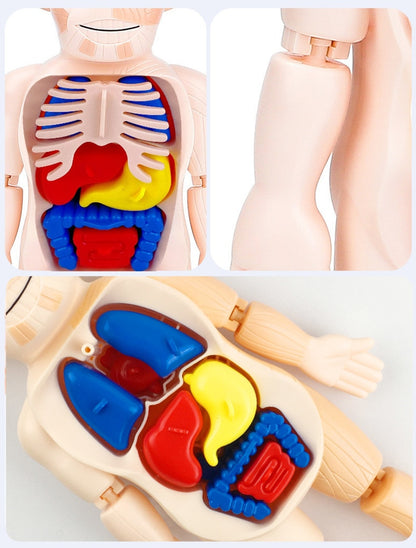 Quebra-Cabeça Corpo Humano Montessori